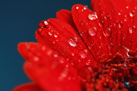 红菊花花瓣和晨露滴 花花背景和自然美 春天背景图片