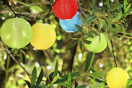 挂在树上的彩色圆灯笼 晚上 美丽的 枝形吊灯 天 夏天背景图片