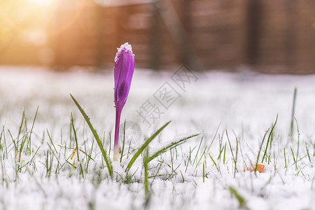 前院的雪泉春天 雪中的花朵 克罗库斯 季节高清图片