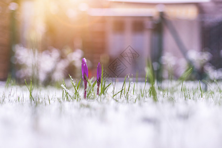 等待春天来临前院的雪泉春天 雪中的花朵 克罗库斯 极端天气背景