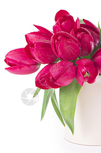浅色背景上的一束粉红色郁金香 花 可爱的 自然背景图片
