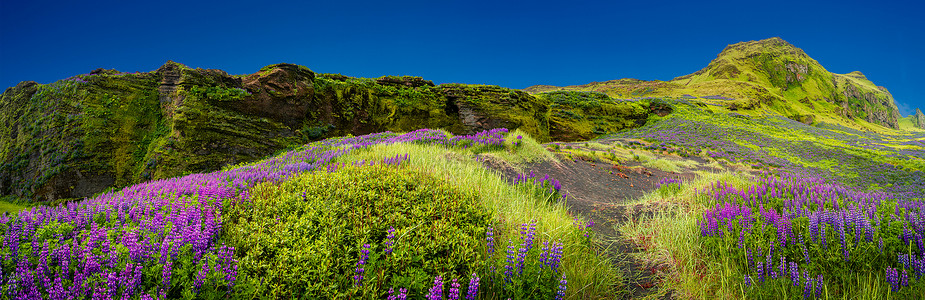 初夏 冰岛粗犷而多彩的风景与卢平草甸的全景背景图片