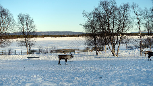 驯鹿在瑞典北部休息 乡村 哺乳动物 天空 拉普兰 蓝色的 北极图片