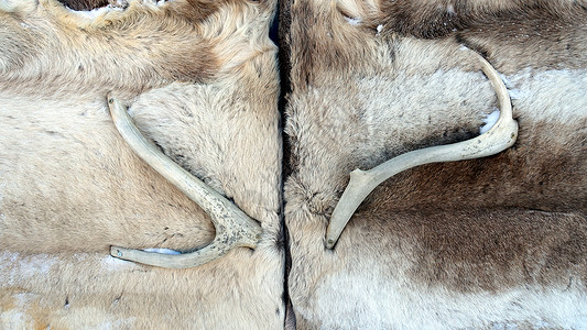 驯鹿长角瑞典 2020年2月27日 冰饭店门上盖有皮革和驯鹿角 旅行 北极背景
