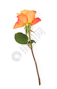 白色背景的橙色玫瑰 简单的 新娘 展示 爱 植物背景图片