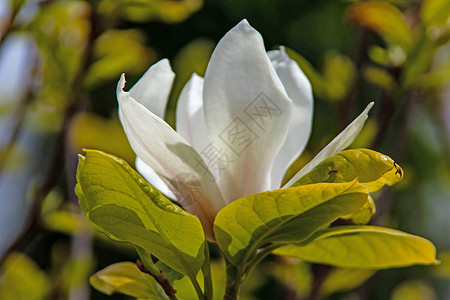 春暖花开的到来 花瓣 自然 绘画 开花 美丽 环境背景图片