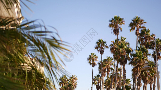 美国加利福尼亚州洛杉矶的棕榈树 太平洋上圣塔莫尼卡和威尼斯海滩的夏季美学 湛蓝的天空和标志性的棕榈树 好莱坞比佛利山庄的氛围 洛背景