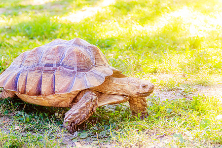 大乌龟线稿一只大乌龟在草地上爬行 缓慢的动物 野外的一种动物 草地上的乌龟 装在壳里的动物 自然 关于海龟及其护理的文章 远征背景