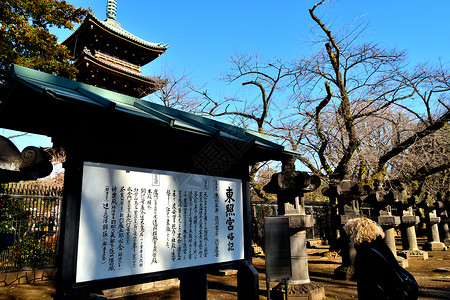 西方女孩阅读Ueno公园Kaneiji塔的旅游信息背景图片