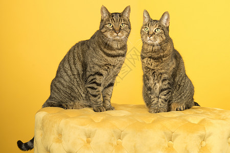 两只欧洲短头发小猫 男女猫 坐在黄色的切斯特野地泡芙上 背着黄色背景背景图片