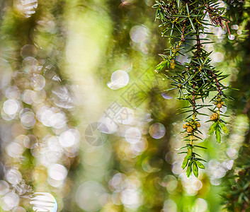 雨后常绿针叶树的特写叶子 散景与光反射 植物群高清图片