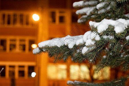 树枝在夜间下雪 环境 假期 场景 森林 天气 冬天图片