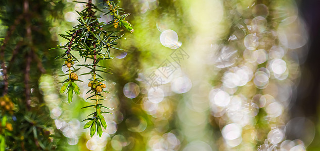 雨后常绿针叶树的特写叶子 散景与光反射 模糊高清图片