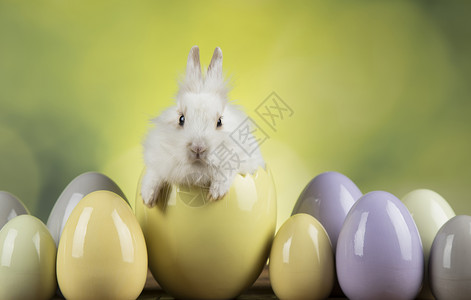 动物婴儿兔子 快乐的东方人背景 耳朵 春天 有趣的图片