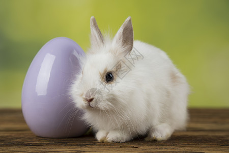鸡蛋 春小兔子 快乐的东方人背景 复活节 复活节快乐背景图片
