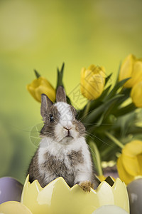 动物婴儿兔子 快乐的东方人背景 野兔 年轻的 耳朵图片