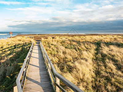 波罗的海海岸 达尔岛以北达勒奥尔特附近自然板路背景图片