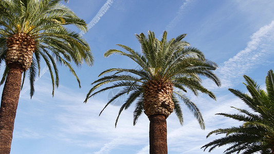 美国加利福尼亚州洛杉矶的棕榈树 太平洋上圣塔莫尼卡和威尼斯海滩的夏季美学 湛蓝的天空和标志性的棕榈树 好莱坞比佛利山庄的氛围 洛背景