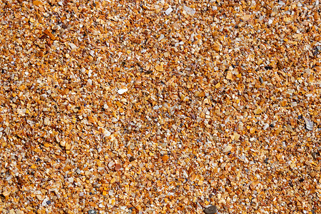 海边贝壳上的湿沙子 贝壳小碎片的背景 顶视图背景图片