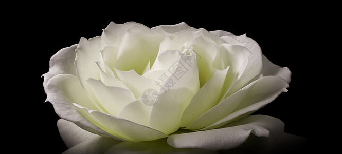 黑色请柬美丽的白玫瑰 在黑色背景上被孤立 为婚礼 生日 情人节 母亲节的贺卡提供理想 问候语背景