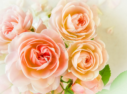 在阳光下白色背景的玫瑰和花瓣 婚礼 生日 情人节 母亲节的完美卡片 掌声 春天 美丽的背景图片