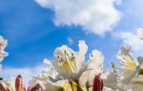 坎宁安自然杜鹃花高清图片