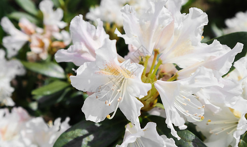 杜鹃花坎宁安的白色美丽的白花在春天的花园里开放 园艺概念 花卉背景图片