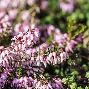 春初花园的花朵 冬季Heath 春天 紫色的图片