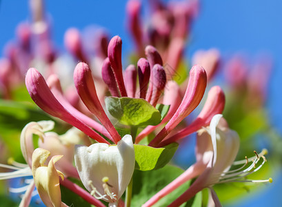 琥珀三丁花园里的粉红蜂蜜花蕾和花朵山地 盛开的木丁 环境 开花背景
