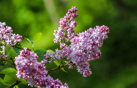紫色花粉花 花原本等树枝 花的 环境 自然 紫丁香图片