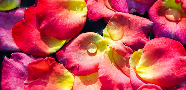 红黄玫瑰花瓣在水面上 阿洛玛治疗和温泉的概念 美丽 魅力背景图片