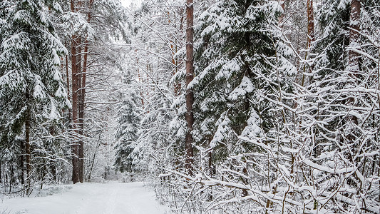 寒雪的冬季森林 雪覆盖树枝和灌木 木头 户外高清图片