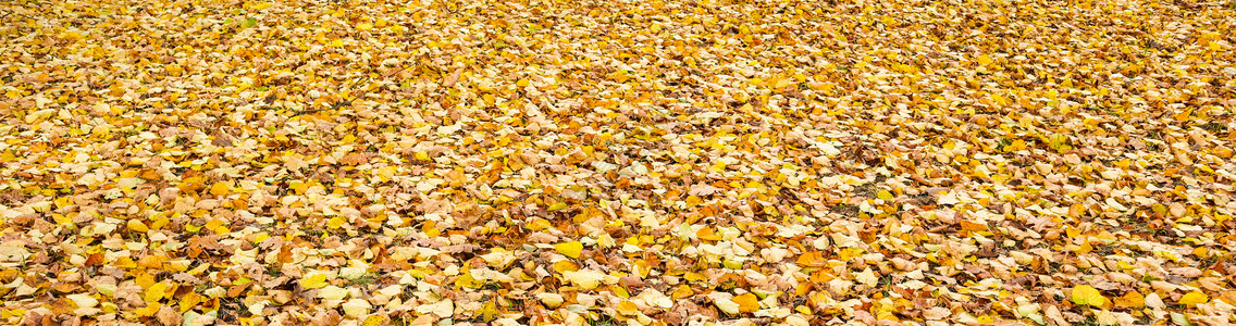 秋天公园里落下的黄叶 自然背景 植物 太阳 假期图片