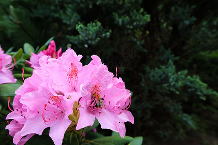 盛开的粉红色杜鹃花和大黄蜂 园艺概念 花卉背景 季节 植物学图片