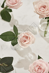 粉红色背景的花瓶里有美丽的玫瑰花朵 为妇女节或母亲节贺卡 女士 粉色的背景图片