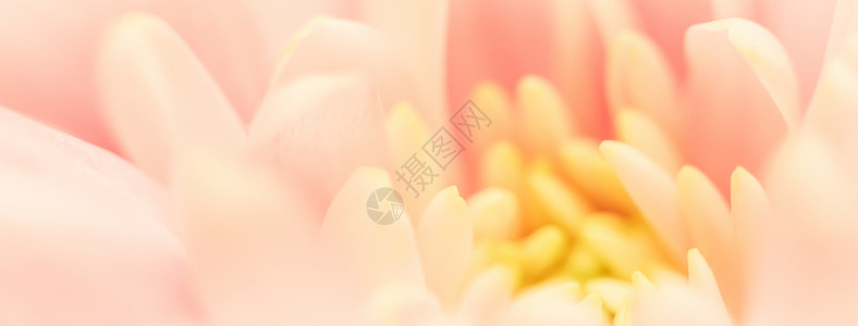 抽象花瓣抽象花卉菊花 假日品牌设计的宏花背景 花瓣背景