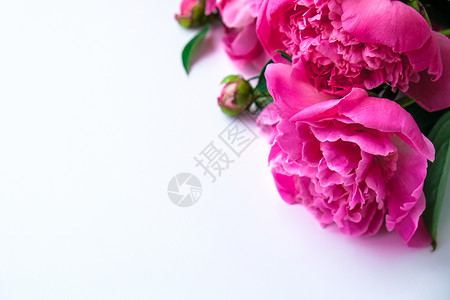 花朵动图素材白色背景上明亮的粉红色牡丹 夏季插花 贺卡的背景 复制空间 假期生日情人节的概念gif 盛开 爱背景