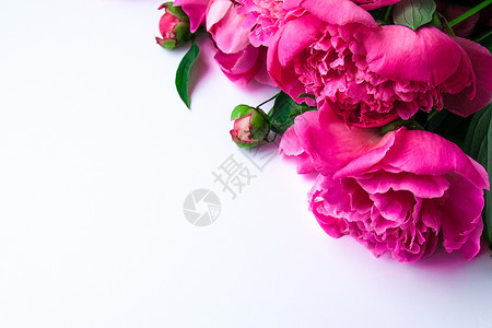 白色背景上明亮的粉红色牡丹 夏季插花 贺卡的背景 复制空间 假期生日情人节的概念gif 春天 母亲背景图片