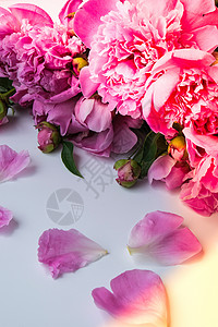 花朵动图素材白色背景上明亮的粉红色牡丹 夏季插花 贺卡的背景 复制空间 假期生日情人节的概念gif 问候语 夏天背景