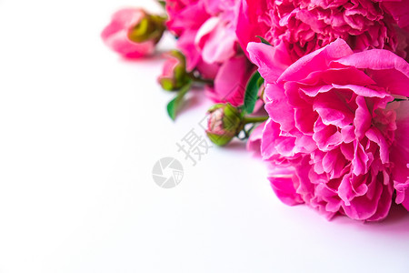 白色背景上明亮的粉红色牡丹 夏季插花 贺卡的背景 复制空间 假期生日情人节的概念gif 浪漫的 空的背景图片
