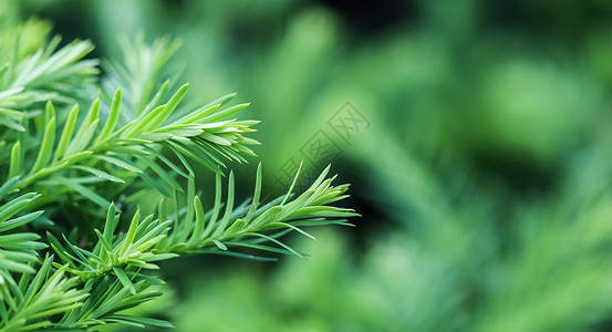装饰性针叶常绿紫杉红豆杉绿色生长枝条的纹理背景图案高清图片