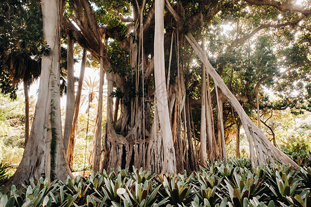 榕树叶西班牙加那利群岛特内里费省克鲁斯港植物园热带植物的巨型堤坝背景