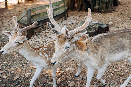 奥斯华阿肯巴克希腊泽克辛托斯岛的动物园和保留地 绿石露天自然保护区的鹿 草 男性背景
