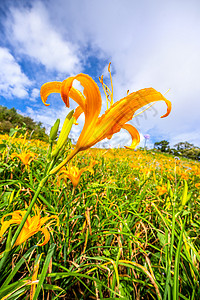 百合草60岩山 Liushidan山 上美丽的橙色日光花田 蓝天空和云彩 Fuli Hualien 台湾 关闭 复制空间 花瓣 场景背景
