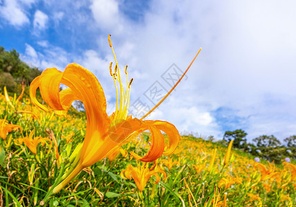 百合草60岩山 Liushidan山 上美丽的橙色日光花田 蓝天空和云彩 Fuli Hualien 台湾 关闭 复制空间 摄影 假期背景