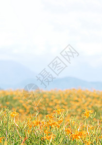 腐草为萤黄褐色假期高清图片