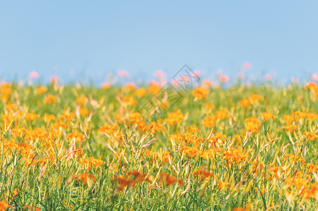 腐草为萤60岩山 Liushidan山 上美丽的橙色日光花田 蓝天空和云彩 Fuli Hualien 台湾 关闭 复制空间 百合 农场背景