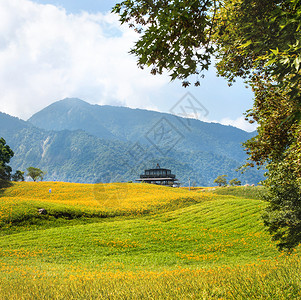 腐草为萤60岩山 Liushidan山 上美丽的橙色日光花田 蓝天空和云彩 Fuli Hualien 台湾 关闭 复制空间 百合科 季节背景