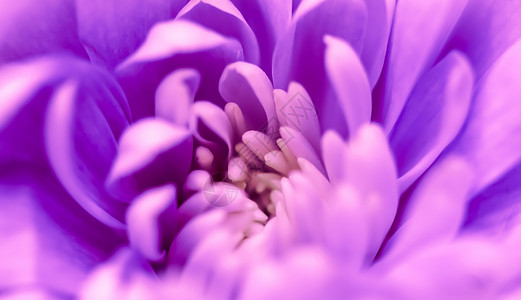 抽象花卉菊花 假日品牌设计的宏花背景 绽放背景图片