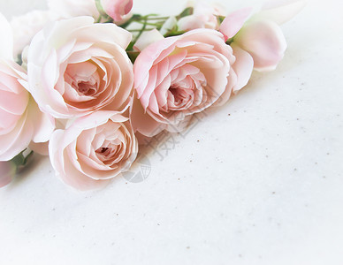 粉红玫瑰在白色背景中被孤立 适合背景贺卡和邀请的婚礼 生日 情人节 母亲节等活动 请柬 粉色的 浪漫的背景图片